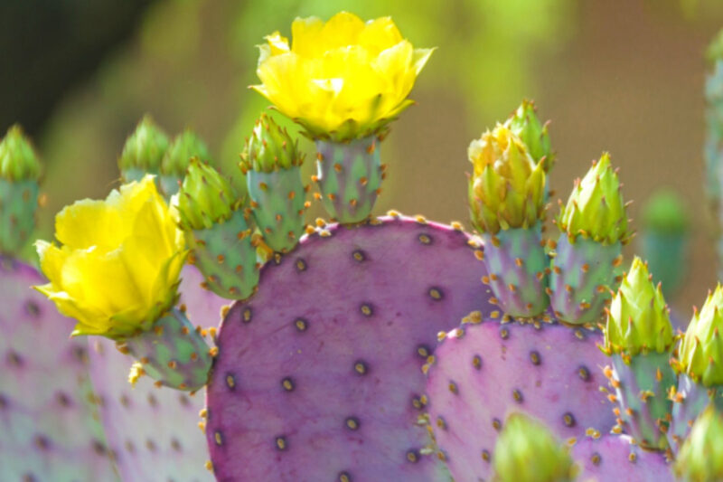3 Purple Prickly Pear Cactus Cuttings, 4 to 7 Inches Tall, Prickly Pear Cactus Plants Live Succulents Plants - Image 3