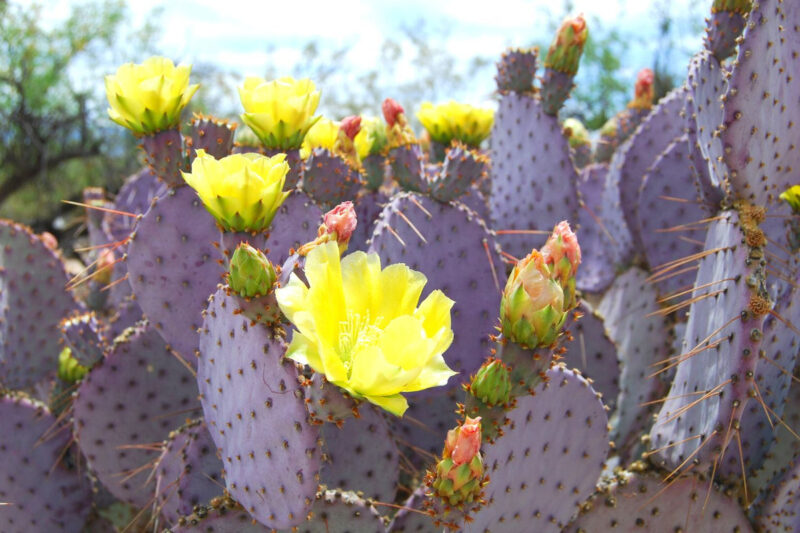 3 Purple Prickly Pear Cactus Cuttings, 4 to 7 Inches Tall, Prickly Pear Cactus Plants Live Succulents Plants