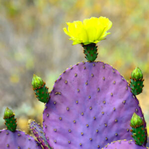 Alternative view of 3 Purple Prickly Pear Cactus Cuttings, 4 to 7 Inches Tall, Prickly Pear Cactus Plants Live Succulents Plants
