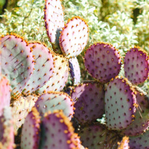 2 Purple Prickly Pear Cactus Cuttings, 5 to 7 Inches Tall, Live Prickly Pear Cactus Plants, Succulents Plants Live for Garden