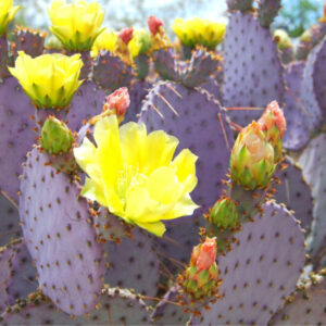 Alternative view of 2 Purple Prickly Pear Cactus Cuttings, 4 to 6 Inc Tall, Succulent Live Plants, Cacti Cactus Plants