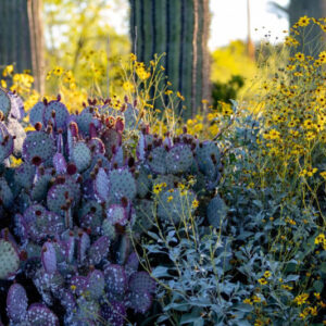 2 Purple Prickly Pear Cactus Cuttings, 4 to 6 Inc Tall, Succulent Live Plants, Cacti Cactus Plants