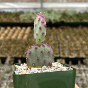 Alternative view of Purple Opuntia Santarita Plants, Santa Rita Prickly Pear Cactus Plants, 2 Plants, 5 to 7 Inc Tall, Succulent Plants