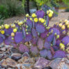 Purple Opuntia Santarita Plants, Santa Rita Prickly Pear Cactus Plants, 2 Plants, 5 to 7 Inc Tall, Succulent Plants