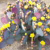 2 Opuntia Santarita Santa Rita Purple Prickly Pear Cactus Plants Live, Cactus Succulents Live Plants