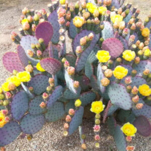 2 Opuntia Santarita Santa Rita Purple Prickly Pear Cactus Plants Live, Cactus Succulents Live Plants