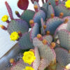 2 Opuntia Santarita Santa Rita Purple Prickly Pear Cactus Plants Live, Live Cactus Plants, Live Succulent Plants