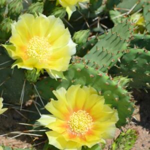 Alternative view of 2 Spineless Prickly Pear Opuntia Cactus Rooted Plants, Prickly Pear Cactus Plants Live, Succulents Plants Live