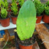 2 Spineless Prickly Pear Opuntia Cactus Rooted Plants, Prickly Pear Cactus Plants Live, Succulents Plants Live