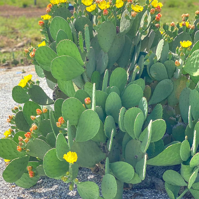 2 Spineless Prickly Pear Opuntia Cactus Rooted, 5 to 7 Inches Tall, Live Succulent Plants, Cactus Plants Live - Image 5
