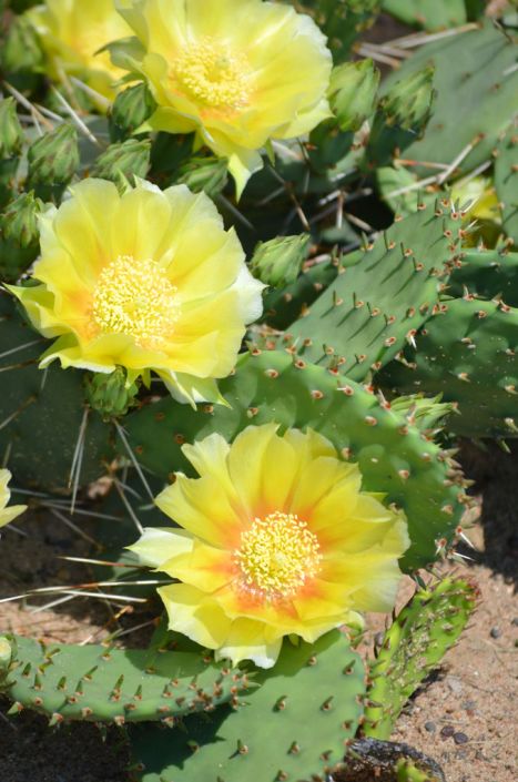 2 Spineless Prickly Pear Opuntia Cactus Rooted, 5 to 7 Inches Tall, Live Succulent Plants, Cactus Plants Live - Image 4