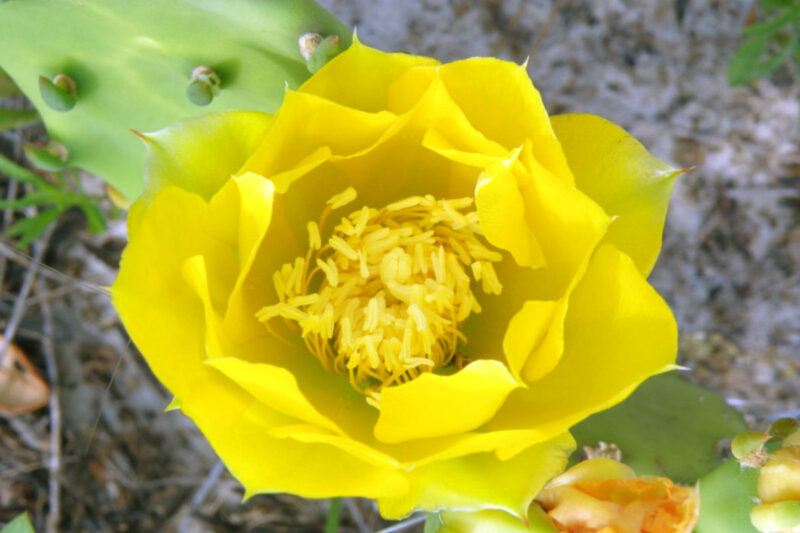 Green Spineless Prickly Pear Opuntia Cactus Rooted, Succulents Live Plant Rooted from 4 Inches Tall - Image 5