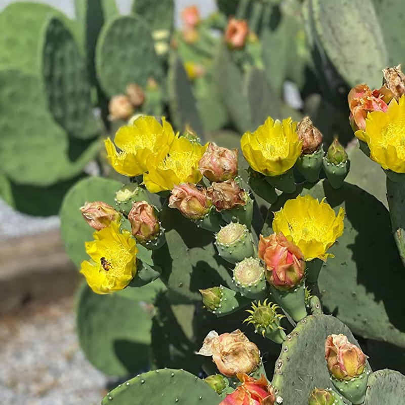 Green Spineless Prickly Pear Opuntia Cactus Rooted, Succulents Live Plant Rooted from 4 Inches Tall
