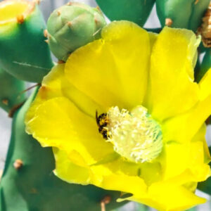 Alternative view of Spineless Prickly Pear Opuntia Cactus Rooted