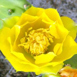 Spineless Prickly Pear Opuntia Cactus Rooted