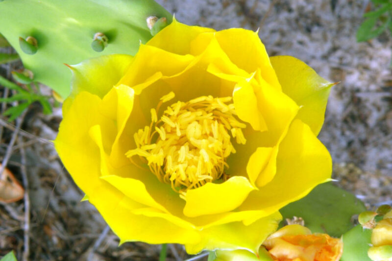 Spineless Prickly Pear Opuntia Cactus Rooted
