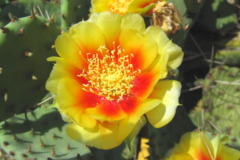 2 Lb Spineless Prickly Pear Opuntia Cactus Pads Live Outdoor, About 4 - 6 Pads, Succulent Plants Live - Image 3