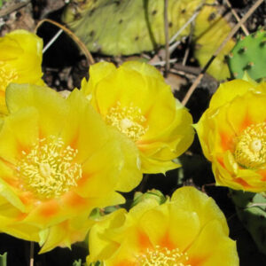 2 Lb Spineless Prickly Pear Opuntia Cactus Pads Live Outdoor, About 4 - 6 Pads, Succulent Plants Live