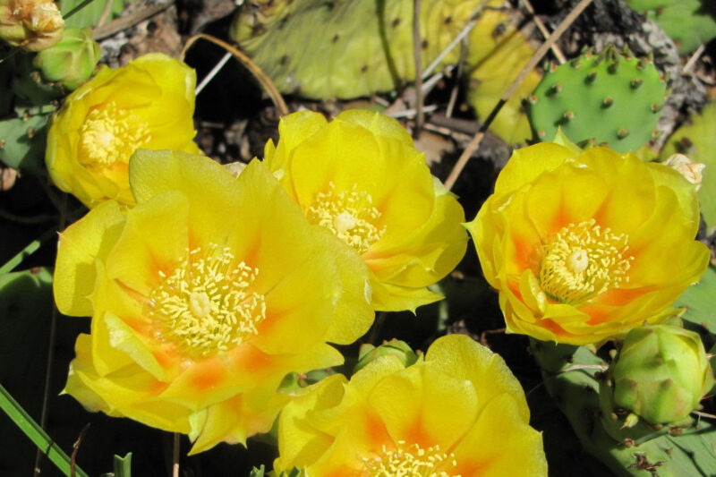 2 Lb Spineless Prickly Pear Opuntia Cactus Pads Live Outdoor, About 4 - 6 Pads, Succulent Plants Live