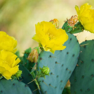 Alternative view of 2 Lb Spineless Prickly Pear Opuntia Cactus Pads Live, 4 to 6 Inches Tall, Prickly Pear Cactus Plants, Succulent Live Plants