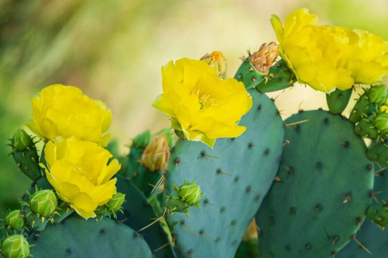 1 Lb Spineless Prickly Pear Opuntia Cactus Pads Live Outdoor - Image 4