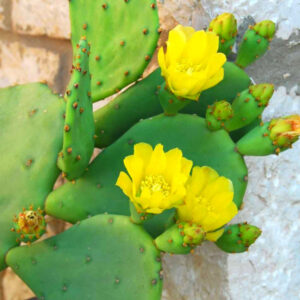 1 Lb Spineless Prickly Pear Opuntia Cactus Pads Live Outdoor