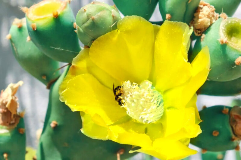 1 Lb Spineless Prickly Pear Opuntia Cactus Pads Live - Image 4