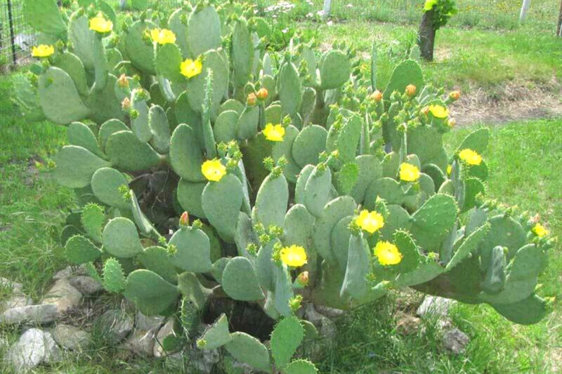 1 Lb Spineless Prickly Pear Opuntia Cactus Pads Live - Image 3