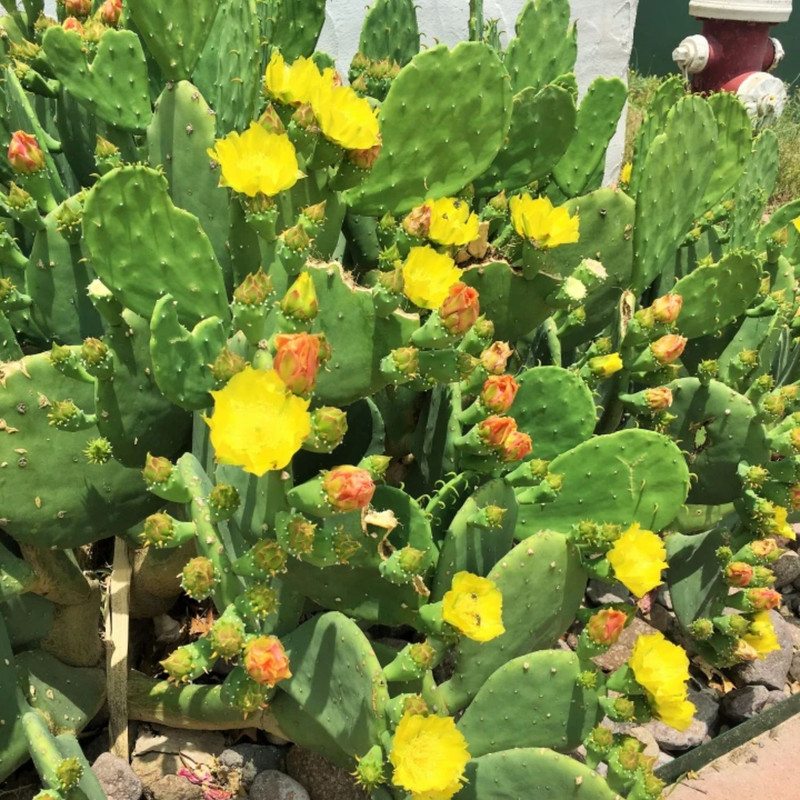 1 Lb Spineless Prickly Pear Opuntia Cactus Pads Live - Image 2