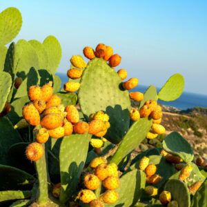1 Lb Spineless Prickly Pear Opuntia Cactus Pads Live