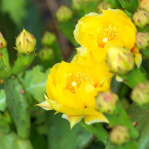 1 Lb Spineless Prickly Pear Opuntia Cactus Pads