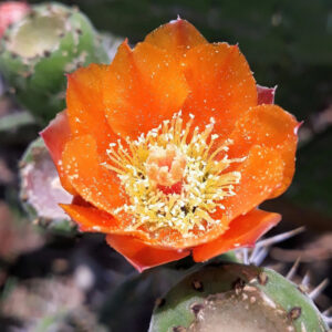 Alternative view of Orange Prickly Pear cactus plants, 6 to 8 inc tall, 3 plants