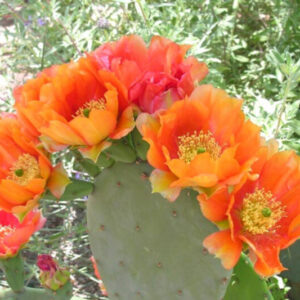Orange Prickly Pear cactus plants, 6 to 8 inc tall, 3 plants