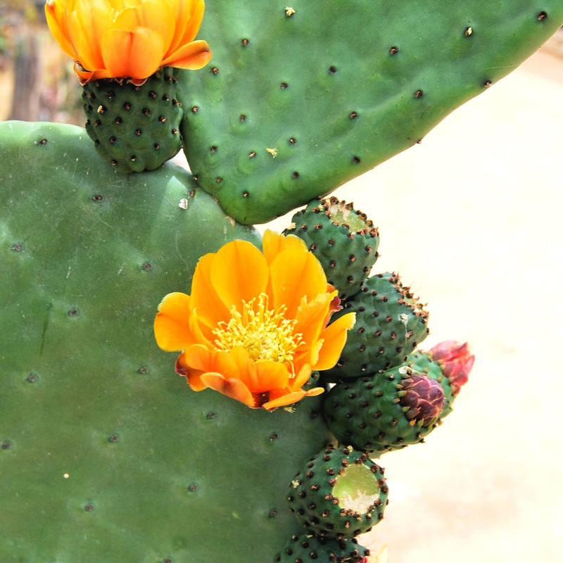 Orange Prickly Pear cactus plants, 3 plants, 6 to 8 inc long - Image 5