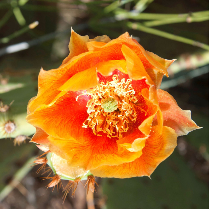 Orange Prickly Pear cactus plants, 3 plants, 6 to 8 inc long - Image 4