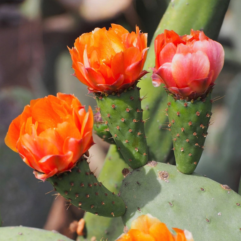 Orange Prickly Pear cactus plants, 3 plants, 6 to 8 inc long