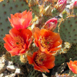 Alternative view of Orange Prickly Pear cactus plants, 3 plants, 6 to 8 inc tall