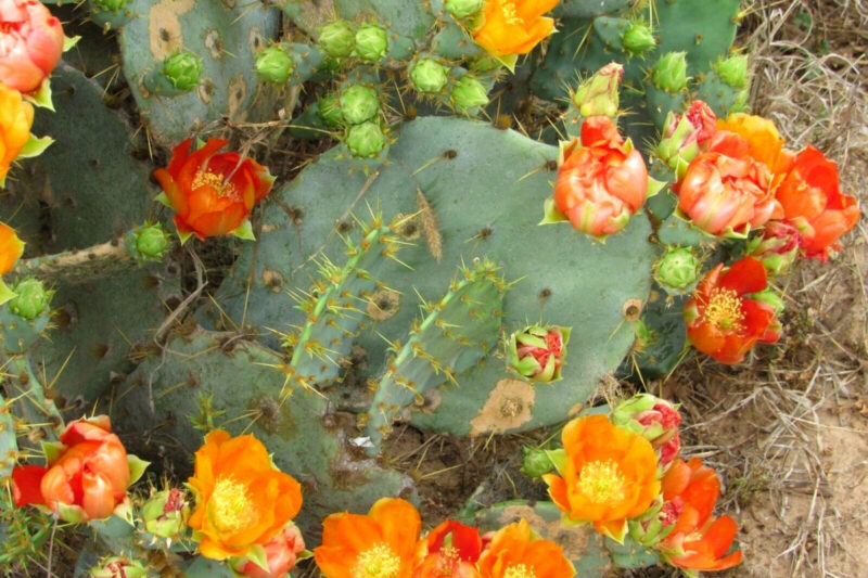 Orange Prickly Pear cactus plants, 2 plants, 6 to 8 inc long - Image 3