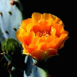 Alternative view of Orange Prickly Pear cactus plants, 2 plants, 6 to 8 inc long