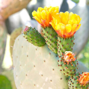 Alternative view of Orange Prickly Pear cactus plants, 2 plants, 6 to 8 inc tall