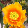 Orange Prickly Pear cactus plants, 2 plants, 6 to 8 inc tall