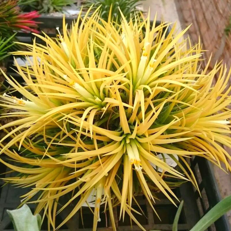 Mix Red Yellow Tillandsia Air Plants Live - 2 to 3 Inc Tall - Image 5