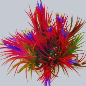 Red Tillandsia Air Plants Live - 2 to 3 Inc Tall