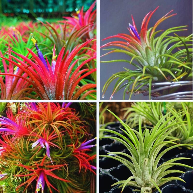 Red Tillandsia Air Plants Live - 2 to 3 Inc Tall - Image 5