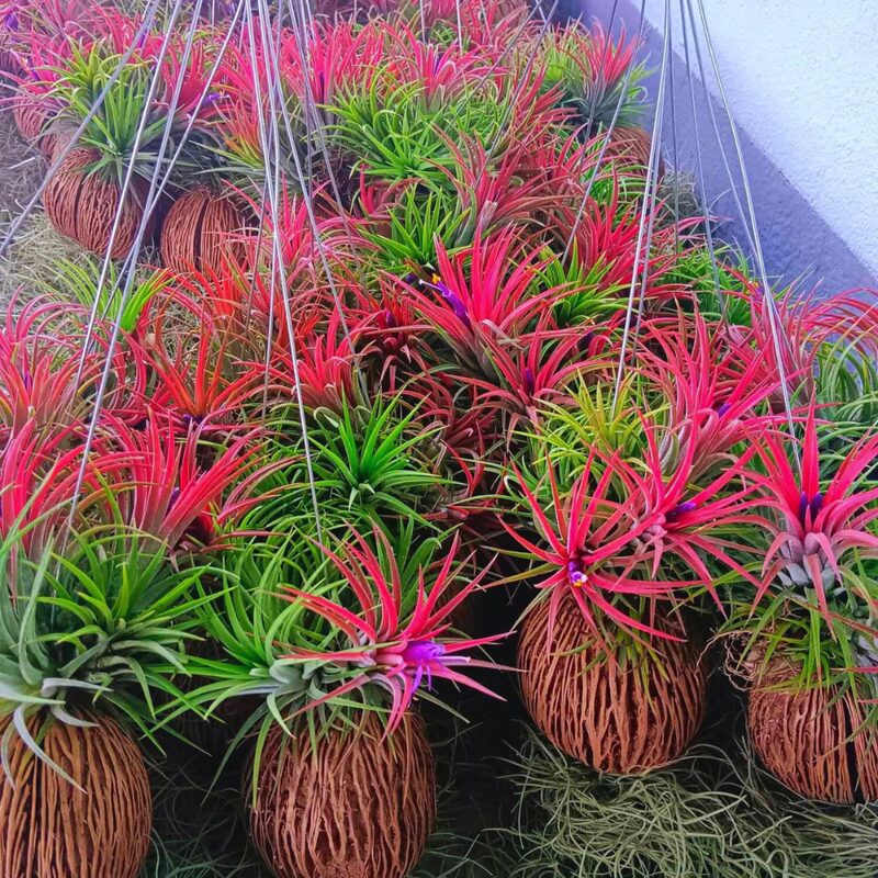 Red Tillandsia Air Plants Live - 2 to 3 Inc Tall - Image 3