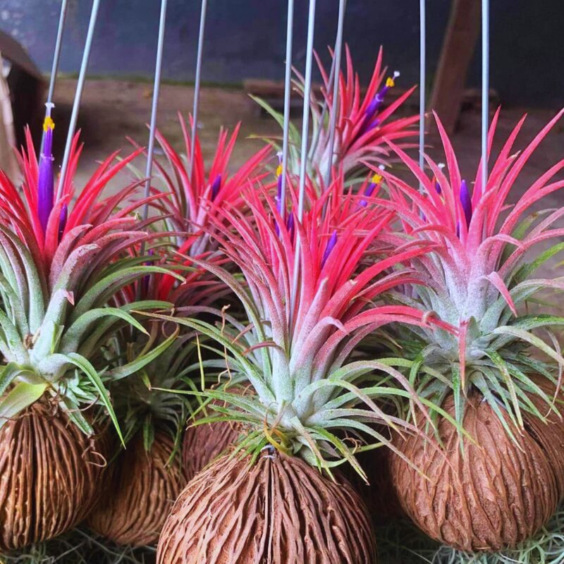 Red Tillandsia Air Plants Live - 2 to 3 Inc Tall - Image 2