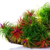 20 Air Plants, Tillandsia Air Plants Live Houseplants for Garden, Red Lonantha Tillandsia Plant, Air Plant for Planting, 2 to 3 Inc Long