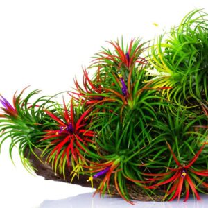 20 Air Plants, Tillandsia Air Plants Live Houseplants for Garden, Red Lonantha Tillandsia Plant, Air Plant for Planting, 2 to 3 Inc Long