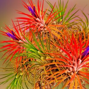 10 Red Tillandsia Air Plants Live - 2 to 3 Inc Tall - Air Plant Live - Succulent Plants Live