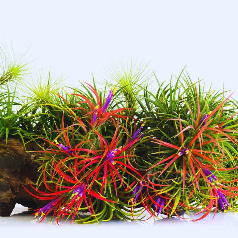 10 Red Tillandsia Air Plants Live - 2 to 3 Inc Tall - Air Plant Live - Succulent Plants Live - Image 2